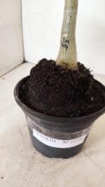 ENXERTO 12198 – 20cm (cor LM 499) - Imagem 6