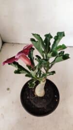 ENXERTO 12198 – 20cm (cor LM 499) - Imagem 5