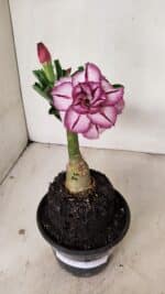 ENXERTO 12199 – 20cm (cor LM 149) - Imagem 2