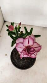 ENXERTO 12199 – 20cm (cor LM 149) - Imagem 4