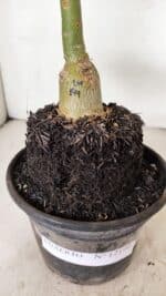 ENXERTO 12199 – 20cm (cor LM 149) - Imagem 6