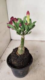 ENXERTO 12199 – 20cm (cor LM 149) - Imagem 5