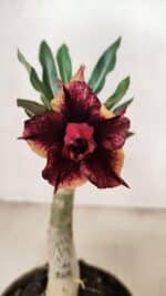 ENXERTO 12200 – 20cm (cor LM 1009)