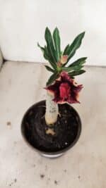 ENXERTO 12200 – 20cm (cor LM 1009) - Imagem 4