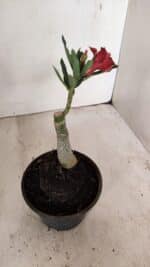 ENXERTO 12200 – 20cm (cor LM 1009) - Imagem 5