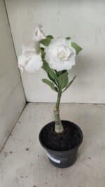 ENXERTO 12201 – 20cm (cor LM 615) - Imagem 2