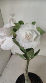 ENXERTO 12201 – 20cm (cor LM 615)