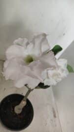 ENXERTO 12201 – 20cm (cor LM 615) - Imagem 7