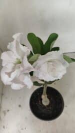 ENXERTO 12201 – 20cm (cor LM 615) - Imagem 4