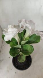 ENXERTO 12201 – 20cm (cor LM 615) - Imagem 5