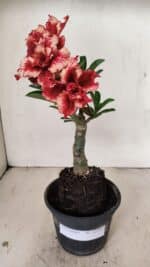 ENXERTO 12202 – 20cm (cor LM 969) - Imagem 7