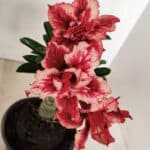 ENXERTO 12202 – 20cm (cor LM 969)