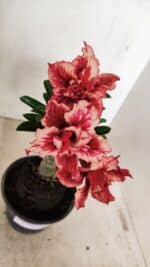 ENXERTO 12202 – 20cm (cor LM 969)