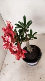 ENXERTO 12202 – 20cm (cor LM 969) - Imagem 4