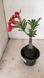 ENXERTO 12202 – 20cm (cor LM 969) - Imagem 6