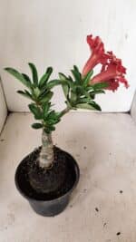 ENXERTO 12202 – 20cm (cor LM 969) - Imagem 5