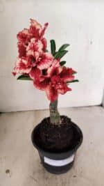 ENXERTO 12202 – 20cm (cor LM 969) - Imagem 2