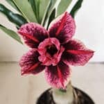 ENXERTO 12204 – 20cm (cor LM 1007)