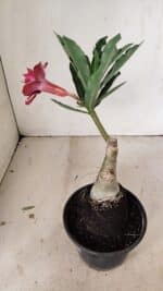 ENXERTO 12204 – 20cm (cor LM 1007) - Imagem 6