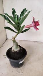 ENXERTO 12204 – 20cm (cor LM 1007) - Imagem 5