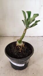 ENXERTO 12208 – 20cm (cor LM 442) - Imagem 2