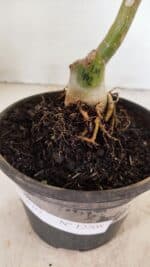 ENXERTO 12208 – 20cm (cor LM 442) - Imagem 6