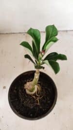 ENXERTO 12208 – 20cm (cor LM 442) - Imagem 5