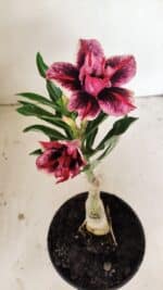 ENXERTO 12209 – 20cm (cor LM 1007) - Imagem 5