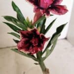 ENXERTO 12209 – 20cm (cor LM 1007)