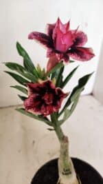 ENXERTO 12209 – 20cm (cor LM 1007)