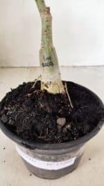 ENXERTO 12209 – 20cm (cor LM 1007) - Imagem 7