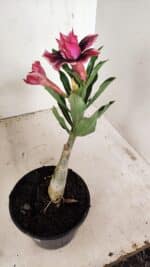 ENXERTO 12209 – 20cm (cor LM 1007) - Imagem 6