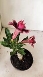 ENXERTO 12209 – 20cm (cor LM 1007) - Imagem 4