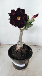 ENXERTO 12210 – 20cm (cor LM 232) - Imagem 2