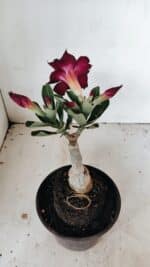 ENXERTO 12210 – 20cm (cor LM 232) - Imagem 6