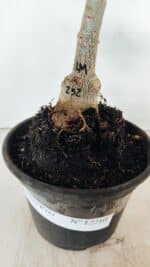 ENXERTO 12210 – 20cm (cor LM 232) - Imagem 5