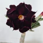 ENXERTO 12210 – 20cm (cor LM 232)