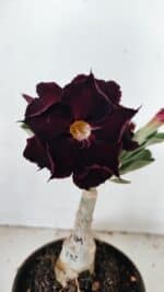 ENXERTO 12210 – 20cm (cor LM 232)