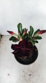 ENXERTO 12210 – 20cm (cor LM 232) - Imagem 4