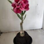 ENXERTO 12211 – 20cm (cor LM 990)