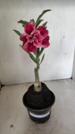 ENXERTO 12211 – 20cm (cor LM 990)