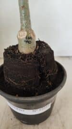 ENXERTO 12211 – 20cm (cor LM 990) - Imagem 6