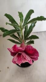 ENXERTO 12211 – 20cm (cor LM 990) - Imagem 4