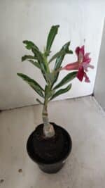 ENXERTO 12211 – 20cm (cor LM 990) - Imagem 5