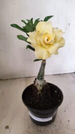 ENXERTO 12212 – 20cm (cor LM 1004)