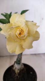 ENXERTO 12212 – 20cm (cor LM 1004) - Imagem 3