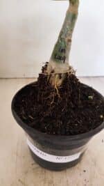 ENXERTO 12212 – 20cm (cor LM 1004) - Imagem 7