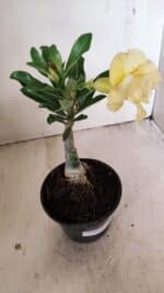 ENXERTO 12212 – 20cm (cor LM 1004) - Imagem 6