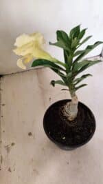 ENXERTO 12212 – 20cm (cor LM 1004) - Imagem 5