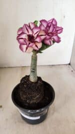 ENXERTO 12215 – 20cm (cor LM 149) - Imagem 2